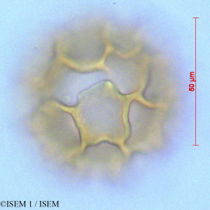 ISEM 1/Barnadesia_arborea_29026/Barnadesia_arborea_29026_0001(copy)_thumb.jpg